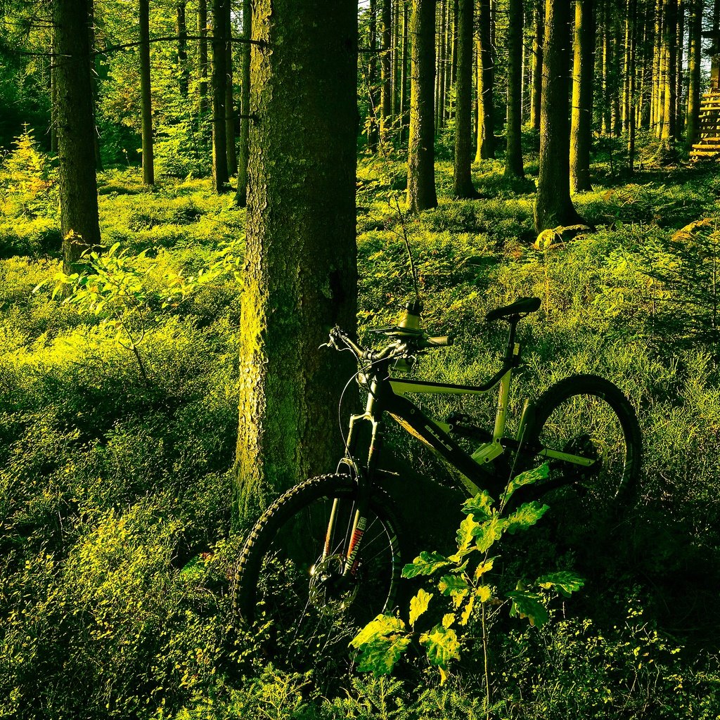 Обои свет, деревья, зелень, лес, лето, сосны, велосипед, light, trees, greens, forest, summer, pine, bike разрешение 3840x2160 Загрузить