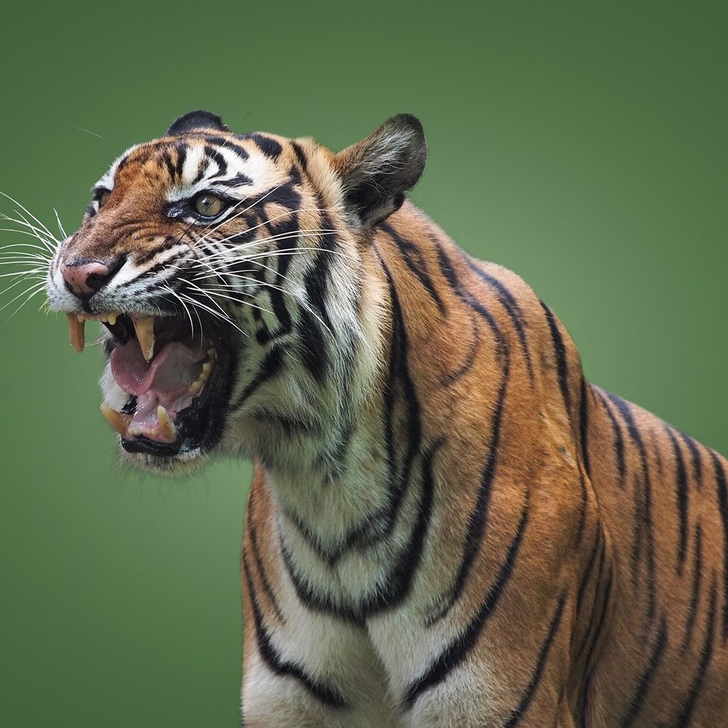 Обои тигр, хищник, оскал, пасть, зеленый фон, дикая кошка, tiger, predator, grin, mouth, green background, wild cat разрешение 2048x1536 Загрузить