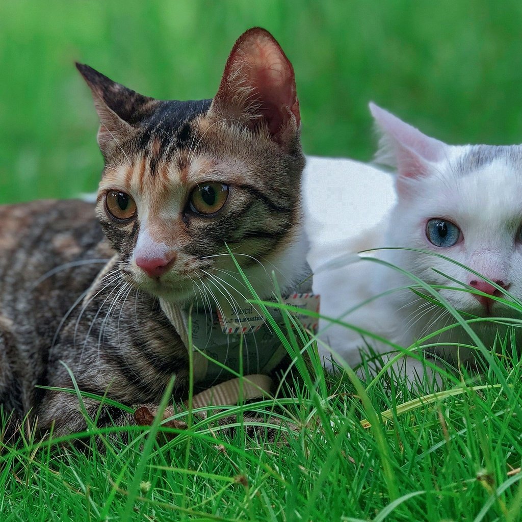 Обои трава, кот, кошка, взгляд, коты, кошки, лежат, grass, cat, look, cats, lie разрешение 2560x1440 Загрузить