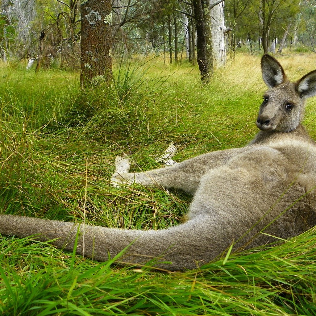 Обои трава, поза, взгляд, лежит, австралия, кенгуру, grass, pose, look, lies, australia, kangaroo разрешение 2560x1920 Загрузить