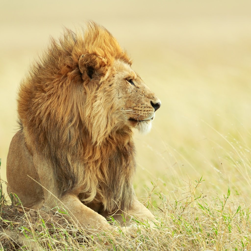 Обои лев, leo разрешение 3600x2400 Загрузить