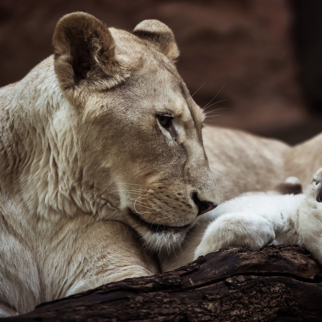 Обои львица, lioness разрешение 3840x2400 Загрузить