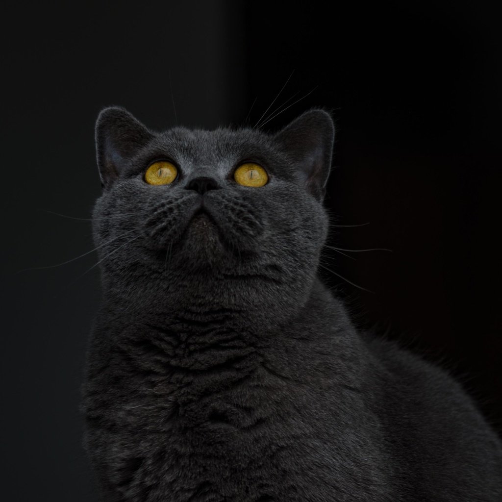 Обои кот, кошка, взгляд, серый, черный фон, желтые глаза, британская короткошерстная, cat, look, grey, black background, yellow eyes, british shorthair разрешение 3455x2451 Загрузить