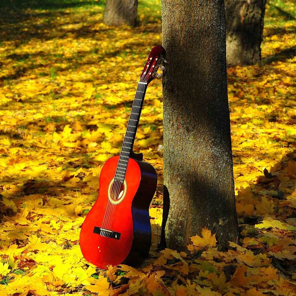 Обои природа, листья, гитара, листва, осень, струны, nature, leaves, guitar, foliage, autumn, strings разрешение 5120x3200 Загрузить