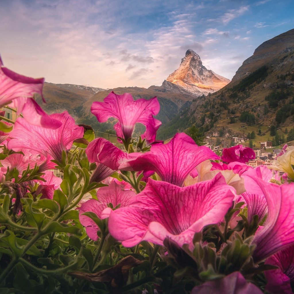Обои цветы, гора, швейцария, долина, альпы, церматт, петунии, гора маттерхорн, flowers, mountain, switzerland, valley, alps, zermatt, petunias разрешение 2000x1333 Загрузить