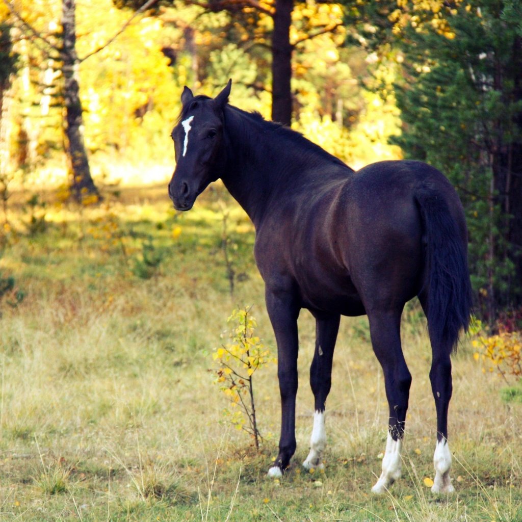 Обои лошадь, horse разрешение 3840x2160 Загрузить