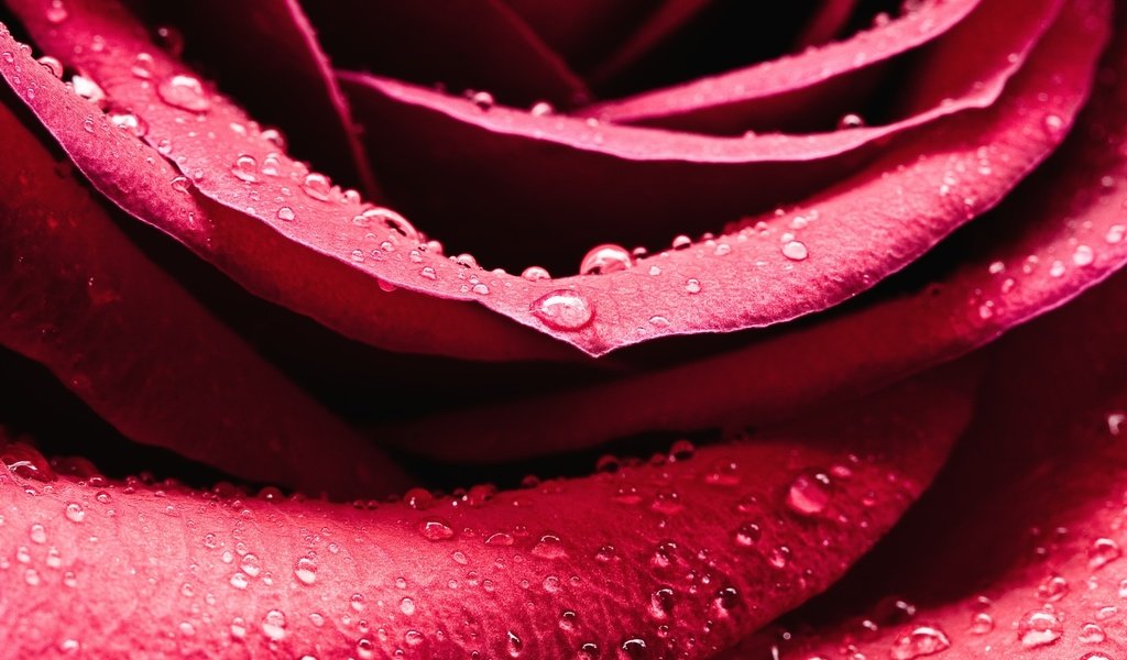 Обои роса, капли, роза, лепестки, rosa, drops, rose, petals разрешение 2560x1600 Загрузить