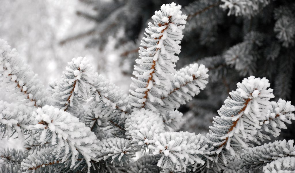 Обои елка, зима, мороз, tree, winter, frost разрешение 3872x2592 Загрузить