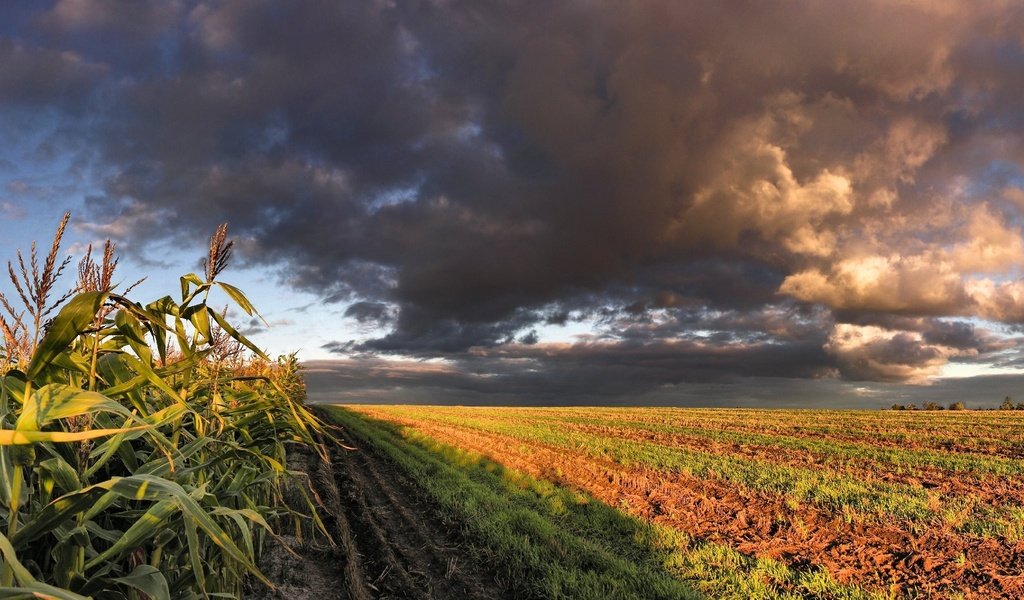 Обои облака, поле, кукуруза, clouds, field, corn разрешение 3200x1200 Загрузить