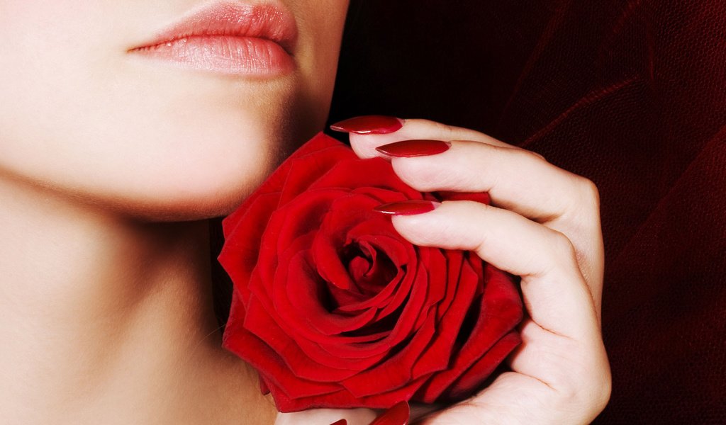 Обои красная роза, red rose разрешение 2560x1600 Загрузить