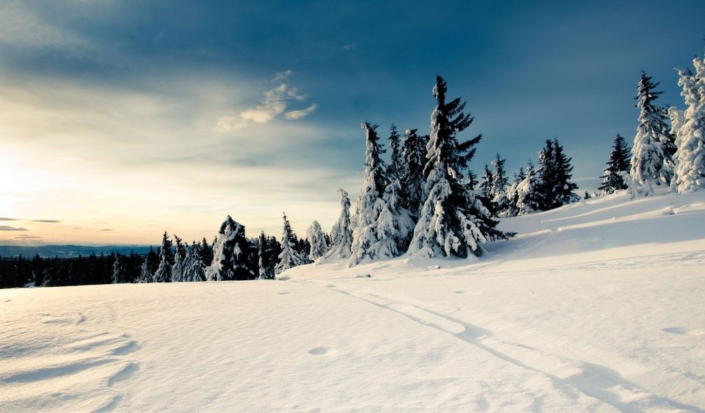 Обои снег, зима, елки, snow, winter, tree разрешение 2048x1536 Загрузить