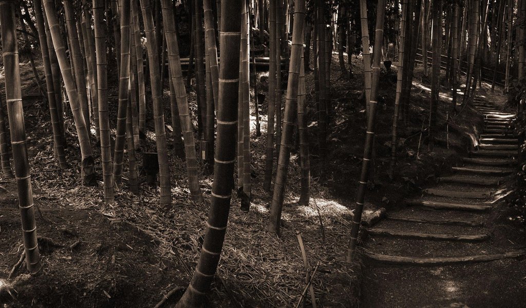 Обои лес, ступеньки, стволы, бамбук, сепия, forest, steps, trunks, bamboo, sepia разрешение 1920x1200 Загрузить