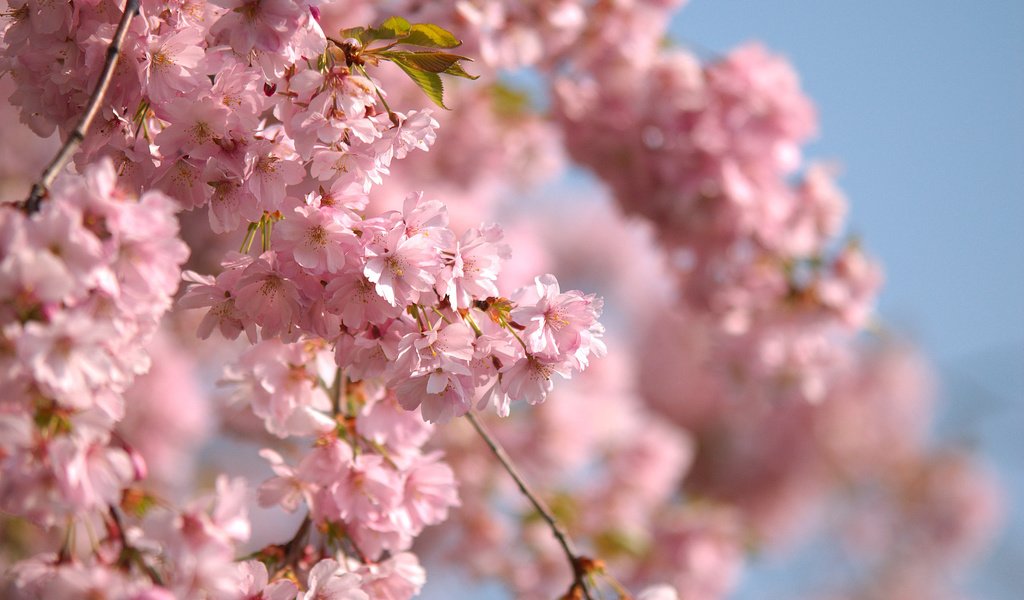 Обои небо, ветви, весна, розовые цветы, the sky, branch, spring, pink flowers разрешение 2560x1600 Загрузить