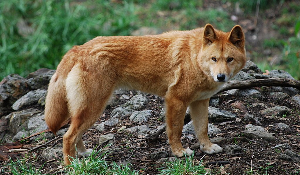 Обои природа, хищник, пес, динго, nature, predator, dog, dingo разрешение 2000x1332 Загрузить