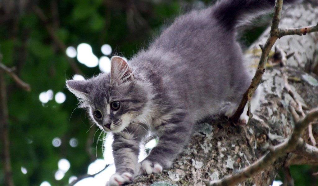 Обои дерево, котенок, серый, кошки, катейка, tree, kitty, grey, cats, kataka разрешение 1920x1200 Загрузить