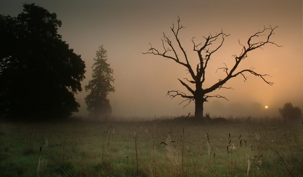 Обои дерево, туман, паутина, tree, fog, web разрешение 1920x1440 Загрузить