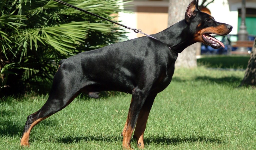 Обои собака, доберман, dobermann, dog, doberman разрешение 2304x1536 Загрузить