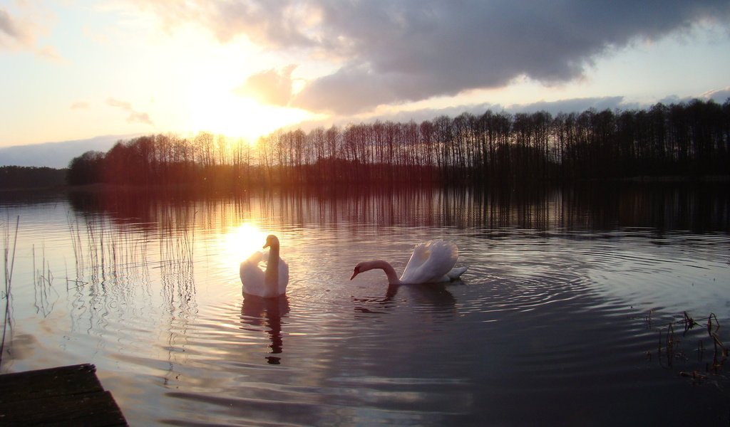 Обои озеро, закат, птицы, лебеди, белый лебедь, lake, sunset, birds, swans, white swan разрешение 1920x1200 Загрузить