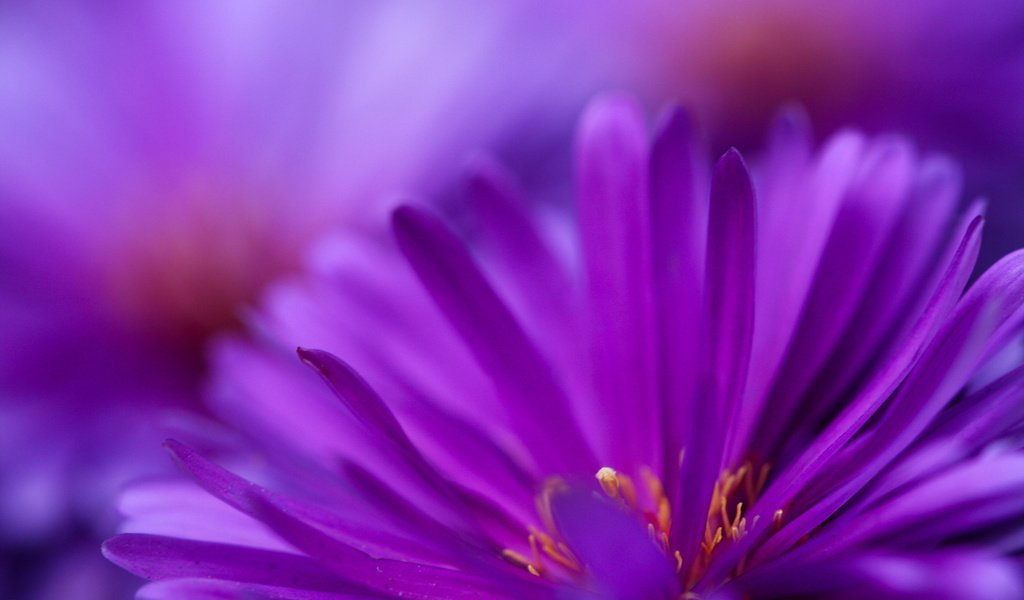 Обои цветы, фиолетовый, цветут, flowers, purple, bloom разрешение 3000x2000 Загрузить