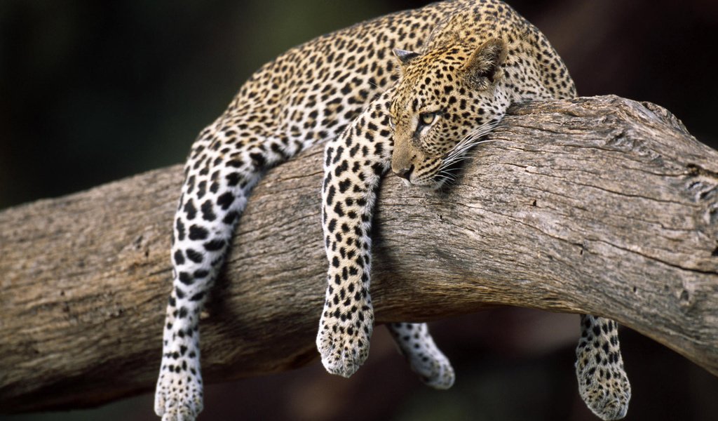 Обои леопард, весит, на дереве, leopard, weighs, on the tree разрешение 1920x1200 Загрузить