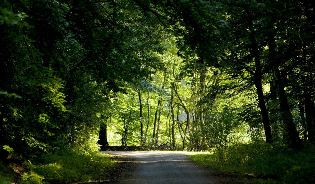 Обои дорога, деревья, зелень, лес, лето, road, trees, greens, forest, summer разрешение 1920x1200 Загрузить