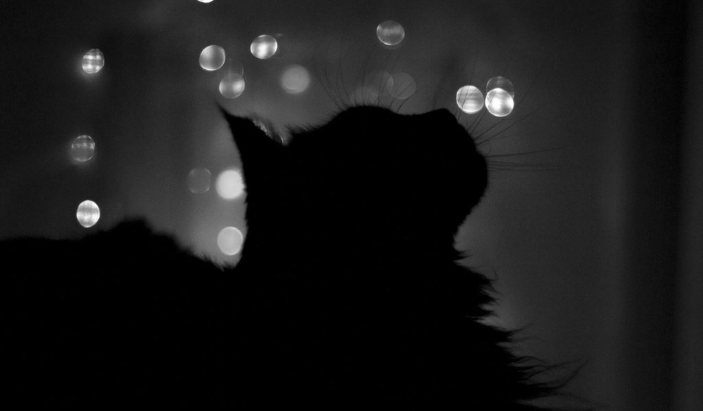Обои ночь, кот, кошка, чёрно-белое, профиль, силуэт, окно, night, cat, black and white, profile, silhouette, window разрешение 1920x1200 Загрузить
