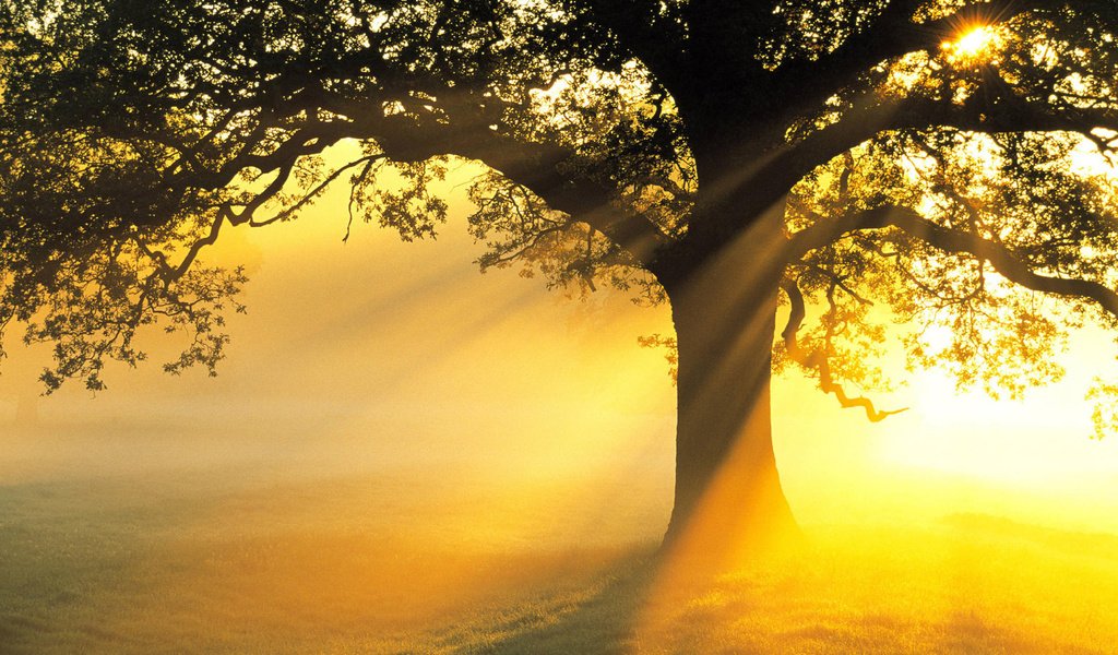 Обои свет, солнце, дерево, лучи, поле, ветви, красота, light, the sun, tree, rays, field, branch, beauty разрешение 1920x1200 Загрузить
