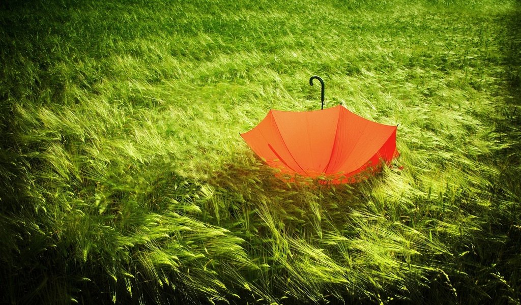 Обои трава, природа, зелёный, поле, колосья, зонт, ветер, зонтик, grass, nature, green, field, ears, umbrella, the wind разрешение 2560x1600 Загрузить