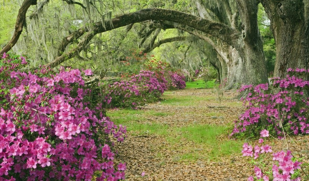 Обои деревья, аллея, азалии, южная каролина, trees, alley, azaleas, south carolina разрешение 2000x1333 Загрузить