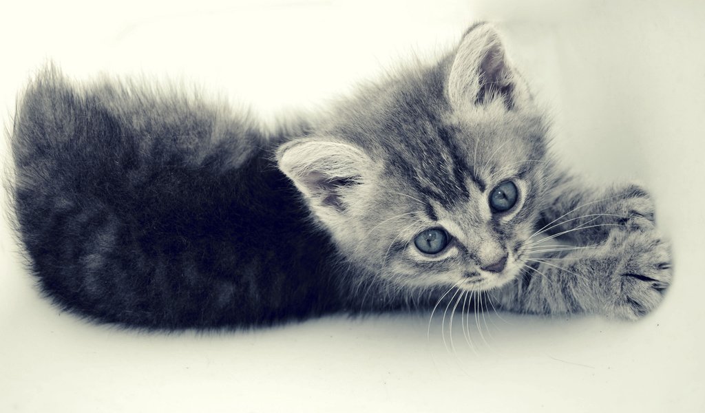 Обои кот, кошка, котенок, маленький, серый, полосатик, cat, kitty, small, grey, pinstripes разрешение 2560x1600 Загрузить