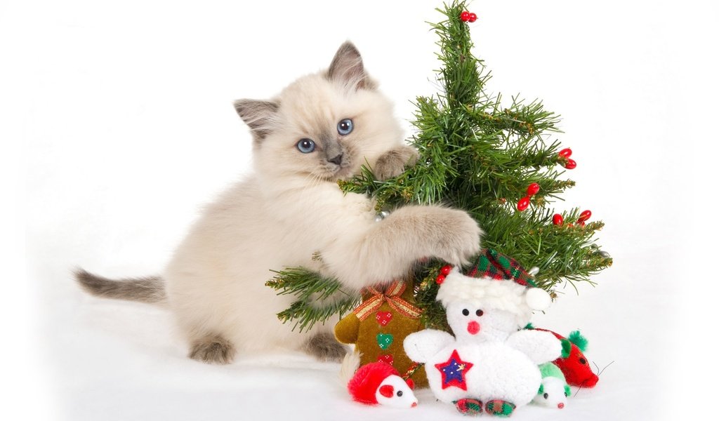 Обои новый год, игрушки, елка, голубые глаза, мордочка, лапки, кошка, ёлочка, взгляд, подарки, котенок, снеговик, new year, toys, tree, blue eyes, muzzle, legs, cat, herringbone, look, gifts, kitty, snowman разрешение 1920x1200 Загрузить