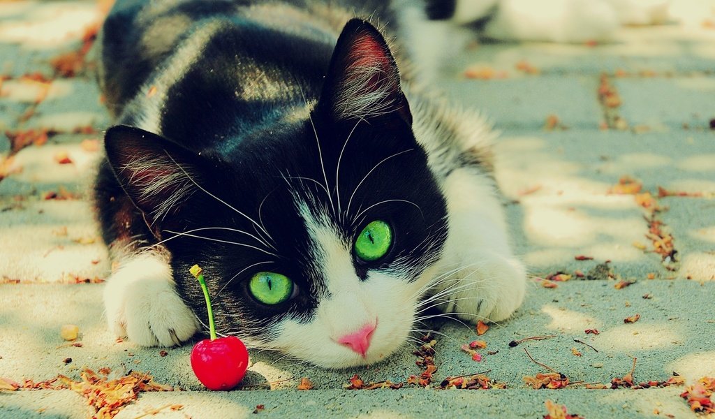 Обои глаза, кот, зеленые, вишня, чёрно-белый, eyes, cat, green, cherry, black and white разрешение 1920x1200 Загрузить