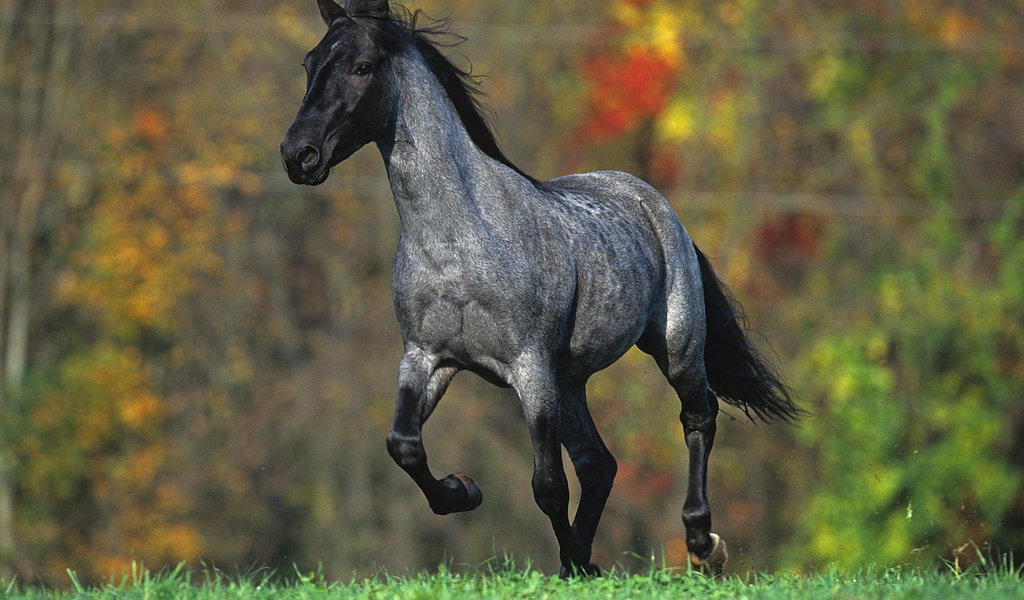 Обои лошадь, природа, лес, луг, жеребец, horse, nature, forest, meadow, stallion разрешение 1920x1080 Загрузить