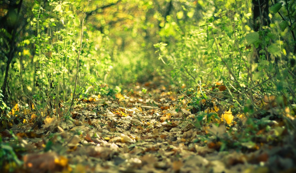 Обои лес, листья, осень, тропа, forest, leaves, autumn, trail разрешение 3888x2592 Загрузить