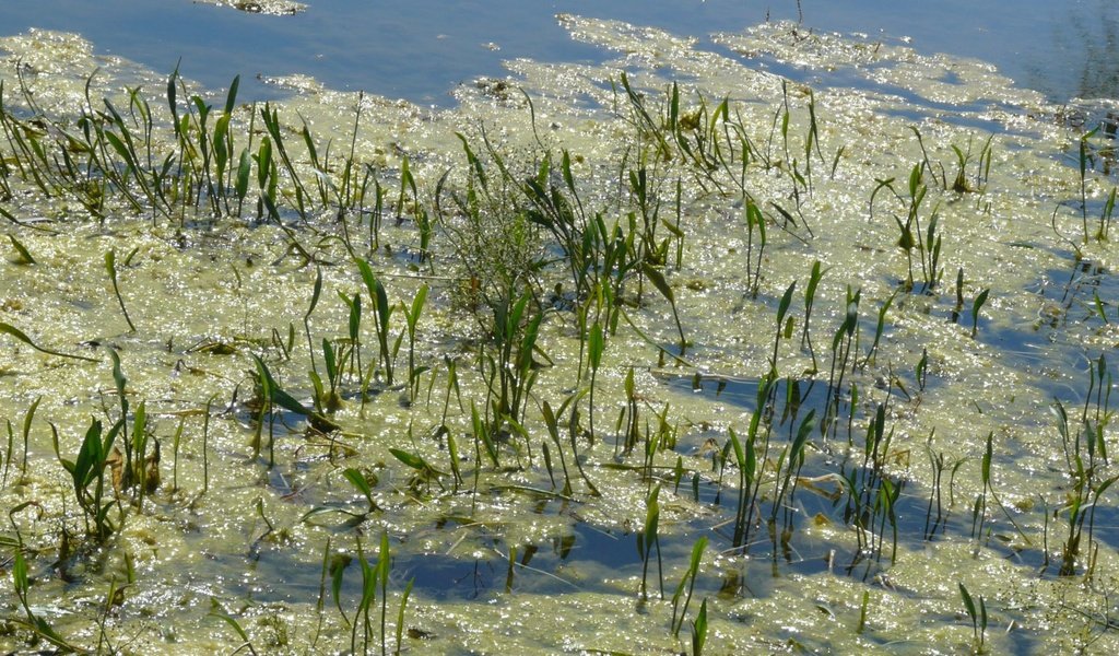 Обои лето зелень озеро, summer greens lake разрешение 1920x1082 Загрузить