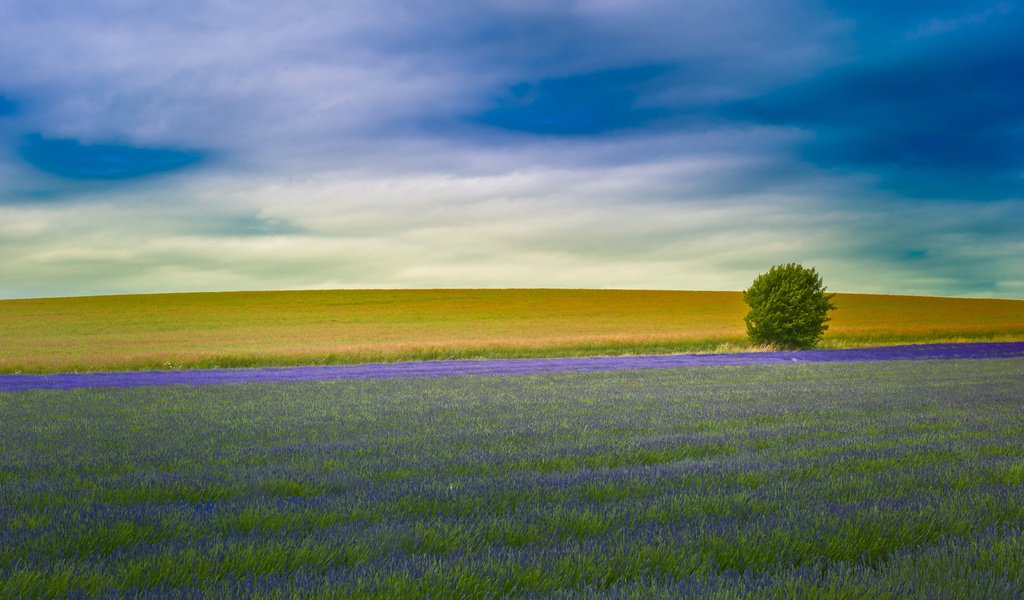 Обои поле, лаванда, англия, field, lavender, england разрешение 2560x1600 Загрузить