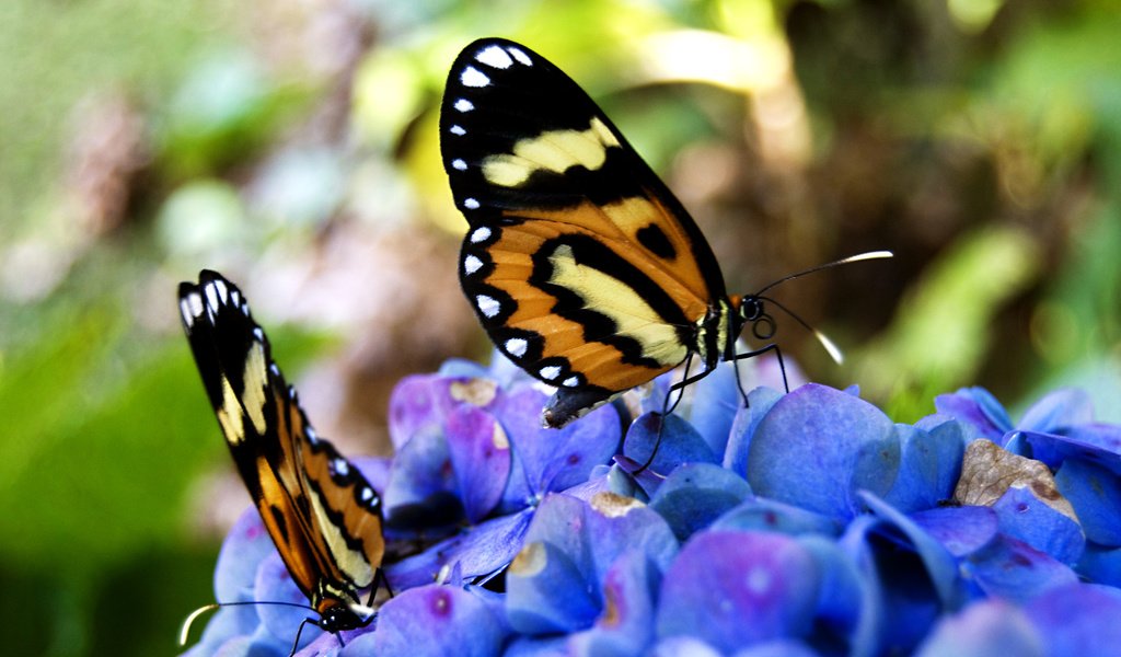 Обои цветы, бабочки, нектар, flowers, butterfly, nectar разрешение 2560x1600 Загрузить