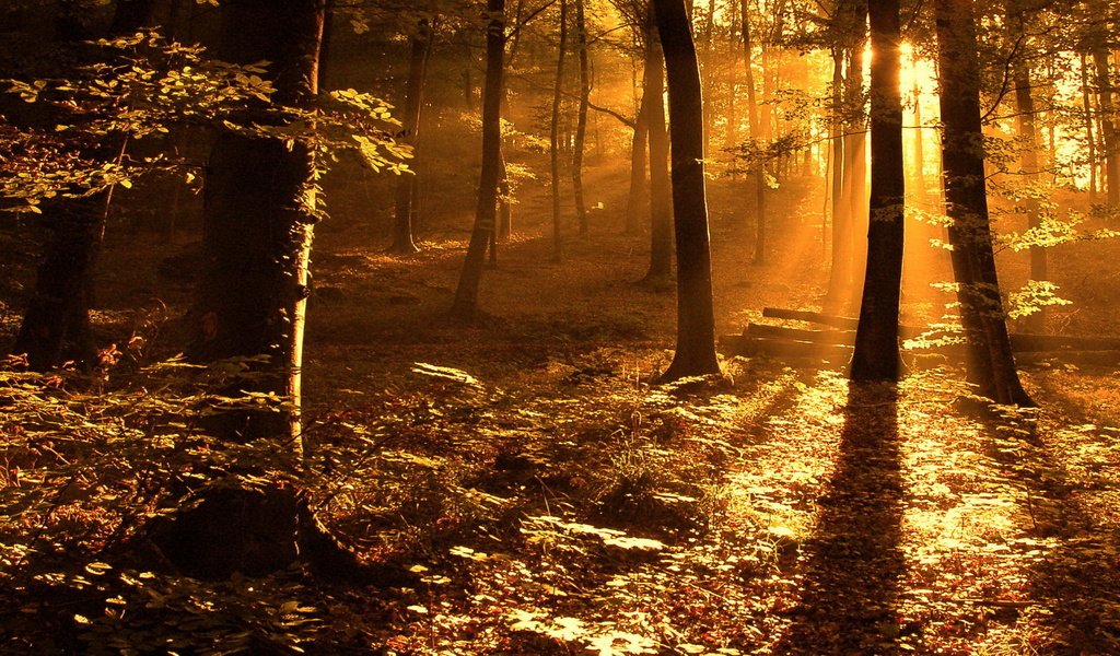 Обои лес, листва, луч, солнечные лучи, солнечный свет, forest, foliage, ray, the sun's rays, sunlight разрешение 1920x1440 Загрузить