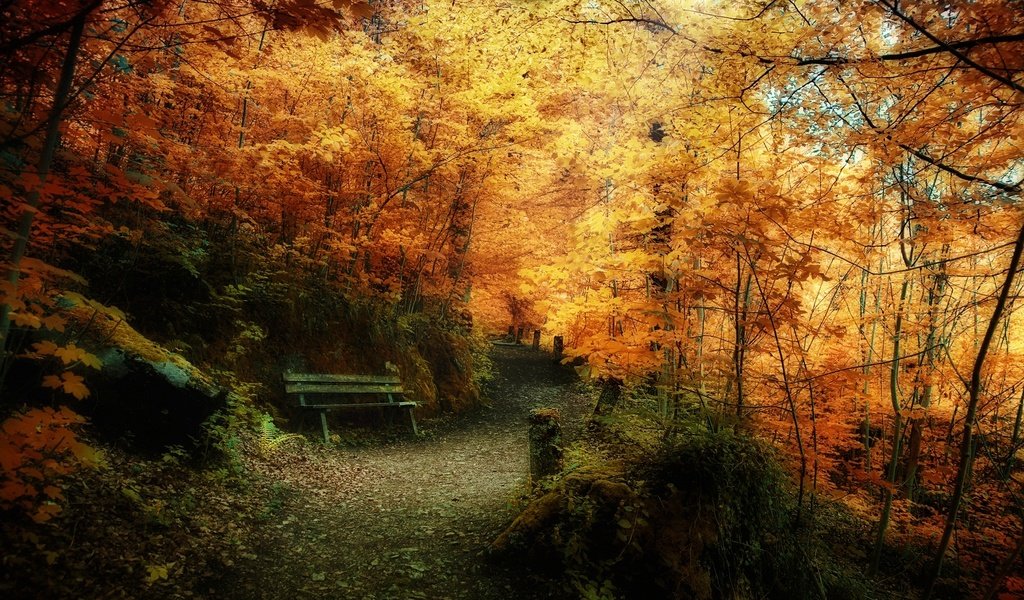 Обои лес, листва, осень, скамейка, жёлтая, forest, foliage, autumn, bench, yellow разрешение 1920x1080 Загрузить
