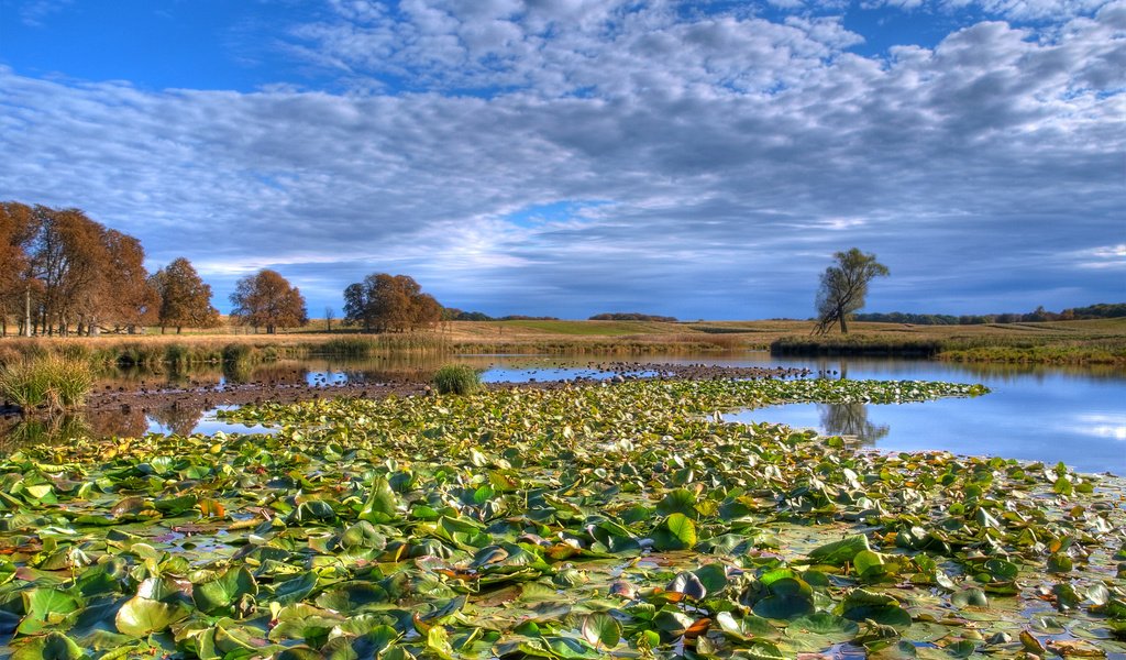 Обои облака, озеро, лес, кувшинки, clouds, lake, forest, water lilies разрешение 2560x1600 Загрузить