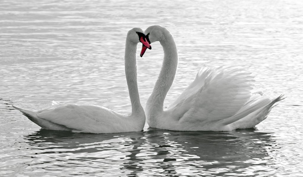 Обои озеро, птицы, любовь, лебеди, верность, lake, birds, love, swans, loyalty разрешение 2560x1600 Загрузить