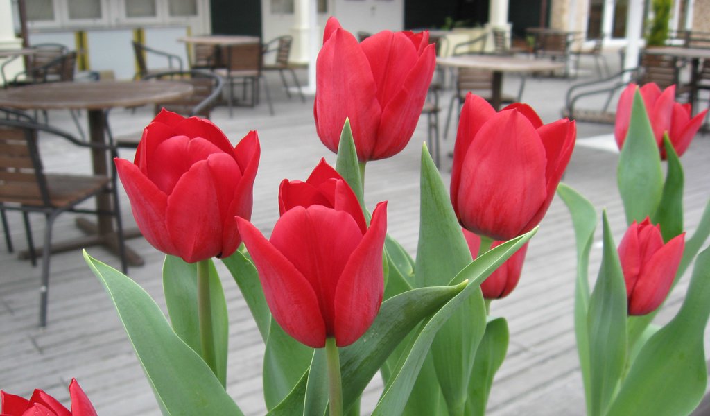 Обои цветы, красные, тюльпаны, flowers, red, tulips разрешение 1920x1200 Загрузить