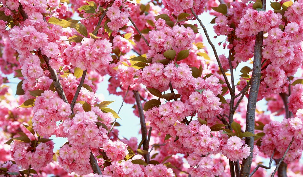 Обои природа, цветение, ветки, весна, сакура, nature, flowering, branches, spring, sakura разрешение 1920x1200 Загрузить