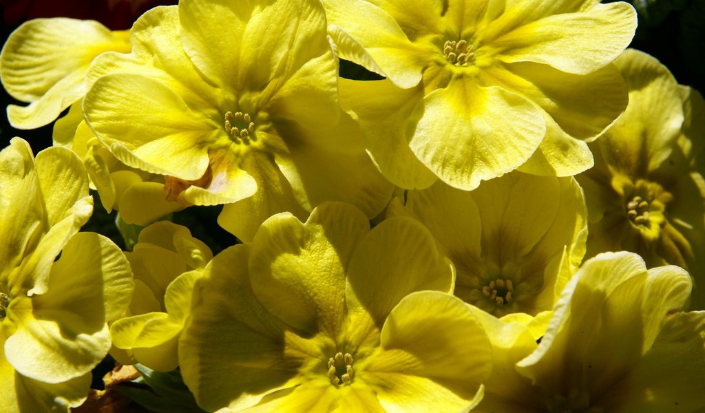 Обои цветы, желтые, примула, flowers, yellow, primula разрешение 1920x1200 Загрузить