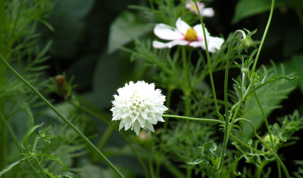 Обои цветы, листья, лепестки, белые, стебли, скабиоза, flowers, leaves, petals, white, stems, scabious разрешение 1920x1200 Загрузить