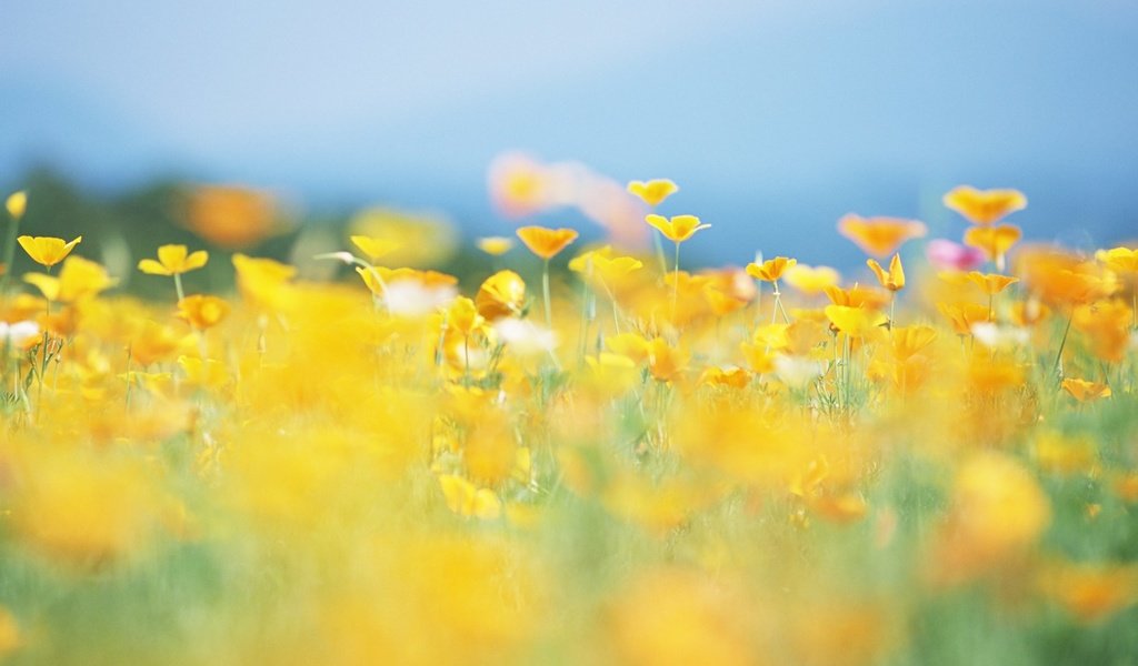 Обои цветы, солнце, природа, лето, размытость, луг, желтые, flowers, the sun, nature, summer, blur, meadow, yellow разрешение 1920x1200 Загрузить