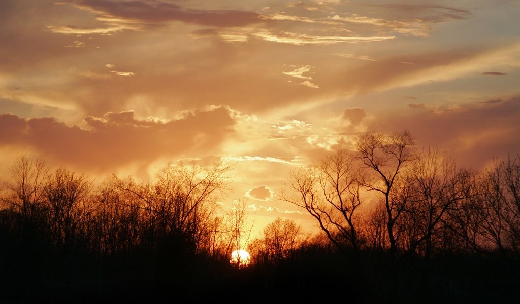 Обои небо, деревья, солнце, закат, the sky, trees, the sun, sunset разрешение 1920x1200 Загрузить