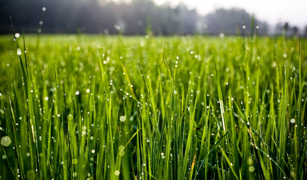 Обои трава, природа, зелень, роса, капли, grass, nature, greens, rosa, drops разрешение 2560x1600 Загрузить