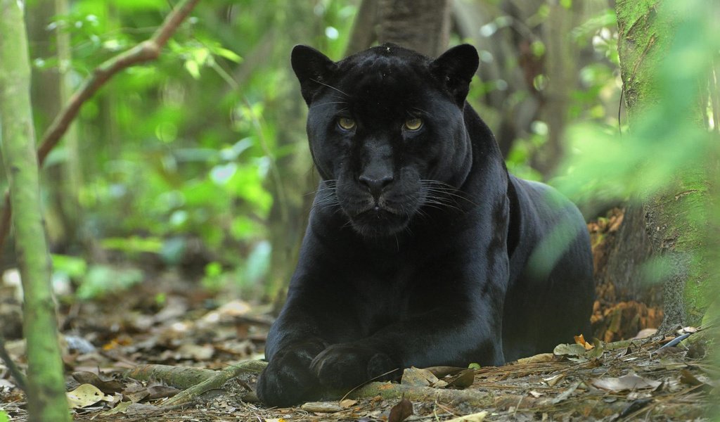 Обои морда, кошка, пантера, черная, киска, кошачьи, джунгли, face, cat, panther, black, pussy, jungle разрешение 1920x1200 Загрузить