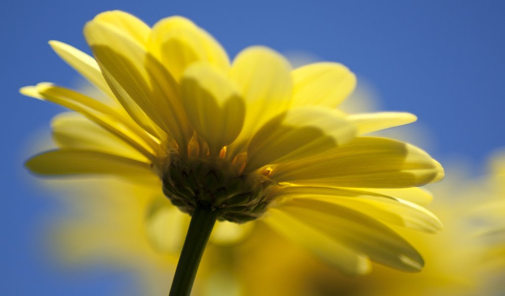 Обои природа, желтый, цветок, nature, yellow, flower разрешение 2560x1600 Загрузить